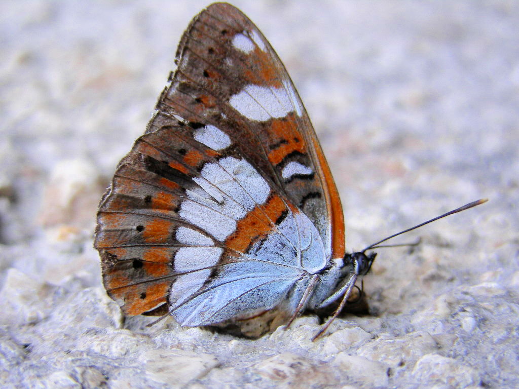 Limenitis reducta